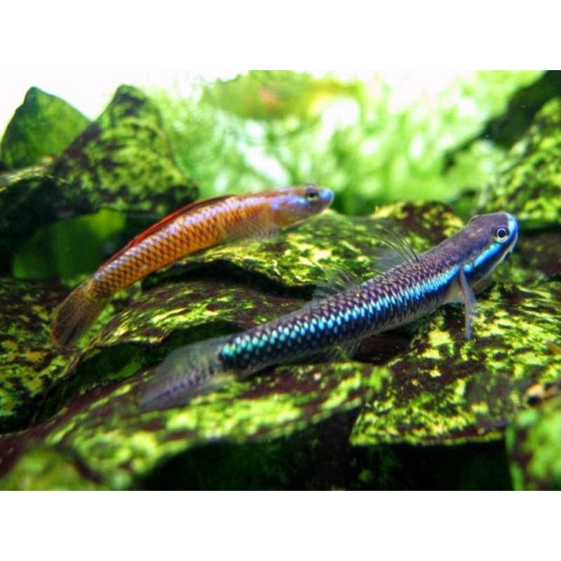 Jual Ikan Hias Blue Neon Goby Ikan Goby Biru Ikan Hias Aquascape Air