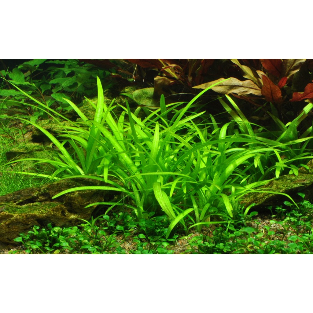 Jual Sagittaria Subulata Aquascape Tanaman Air Shopee Indonesia