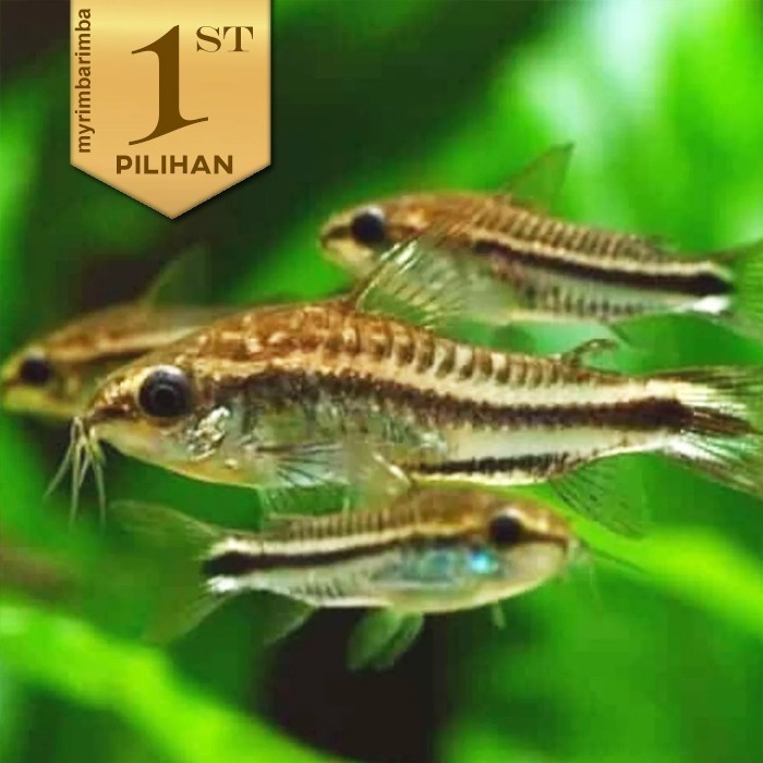 Jual Corydoras Pygmy Ikan Hias Aquascape Hiasan Aquarium Tanaman Air