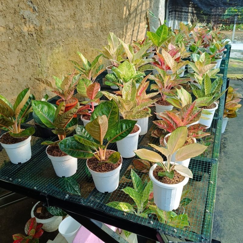 Jual Tanaman Hias Aglaonema 03 Shopee Indonesia