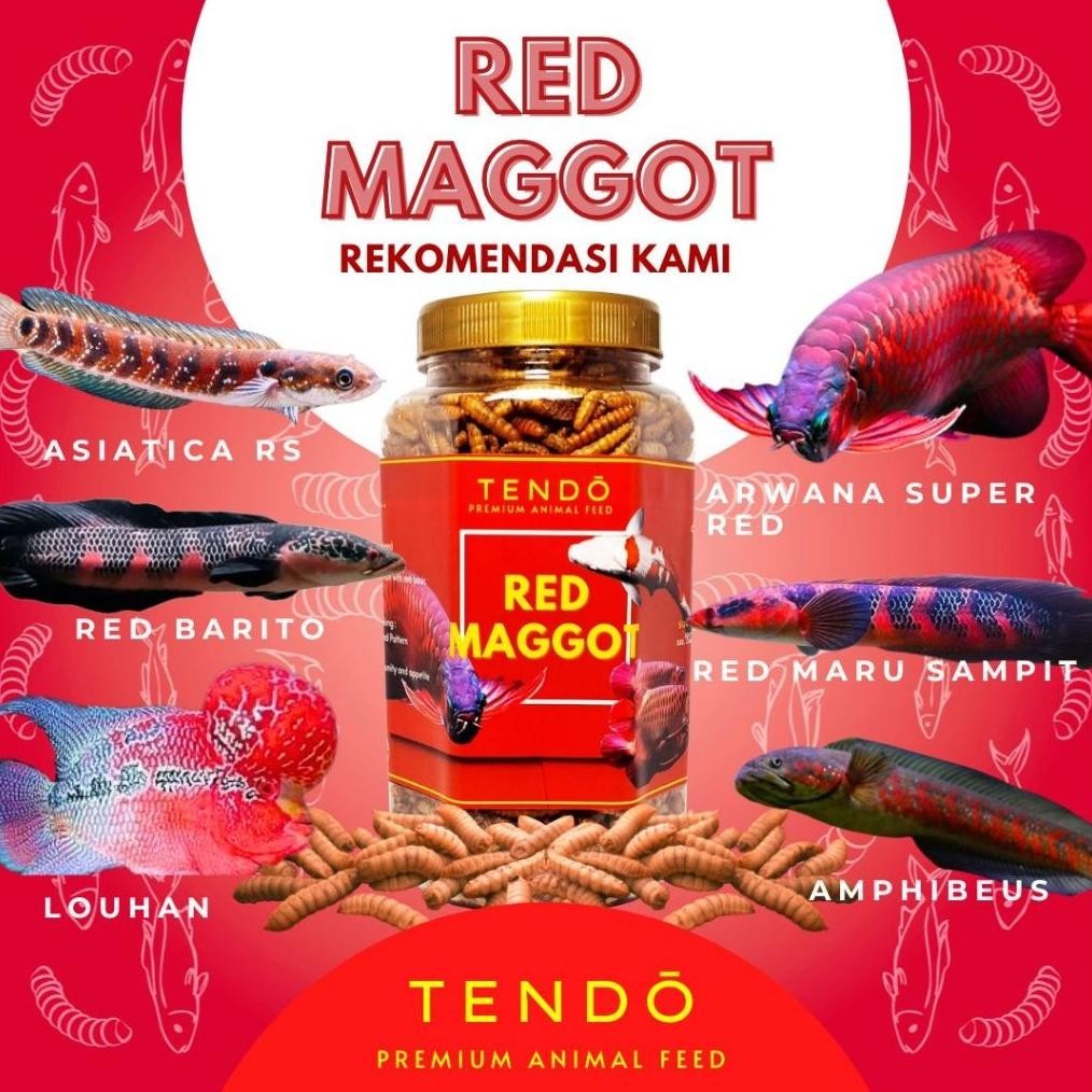 Jual An Maggot Pakan Ikan Chana Channa Auranti Maru Arwana Magot