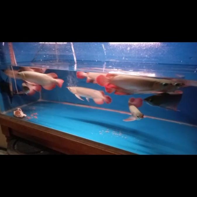 Jual Arowana Arwana Super Red Blood Chilli Redbase Sertifikat