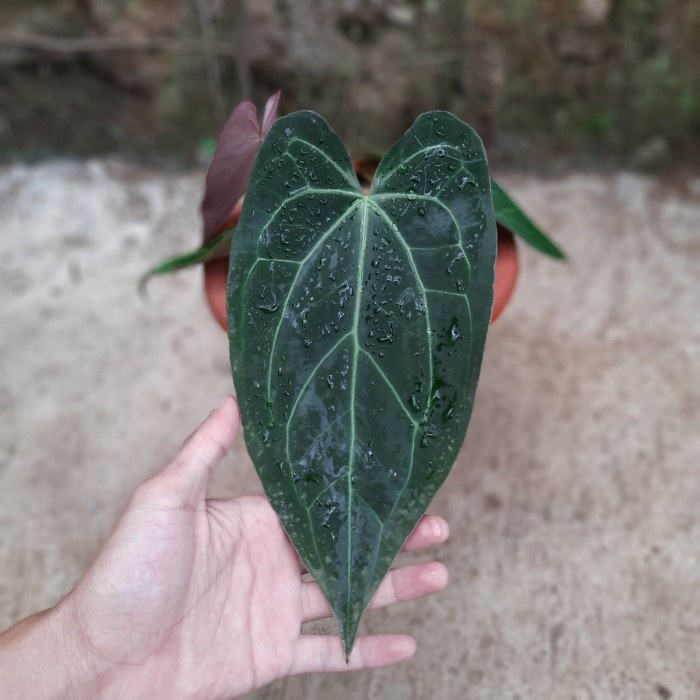 Jual New Ori Anthurium Papillilaminum Hybrid Dark Form Tanaman