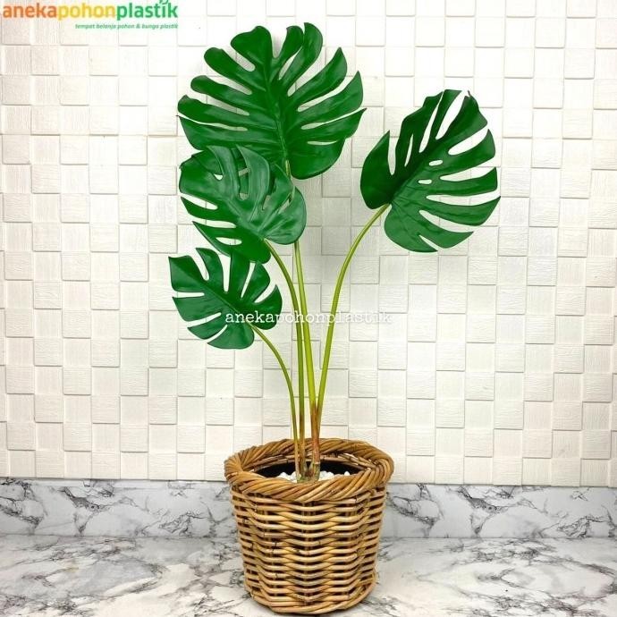 Jual Pohon Daun Monstera Akar X4 Latex Pot Dasar Hitam Plastik Cover