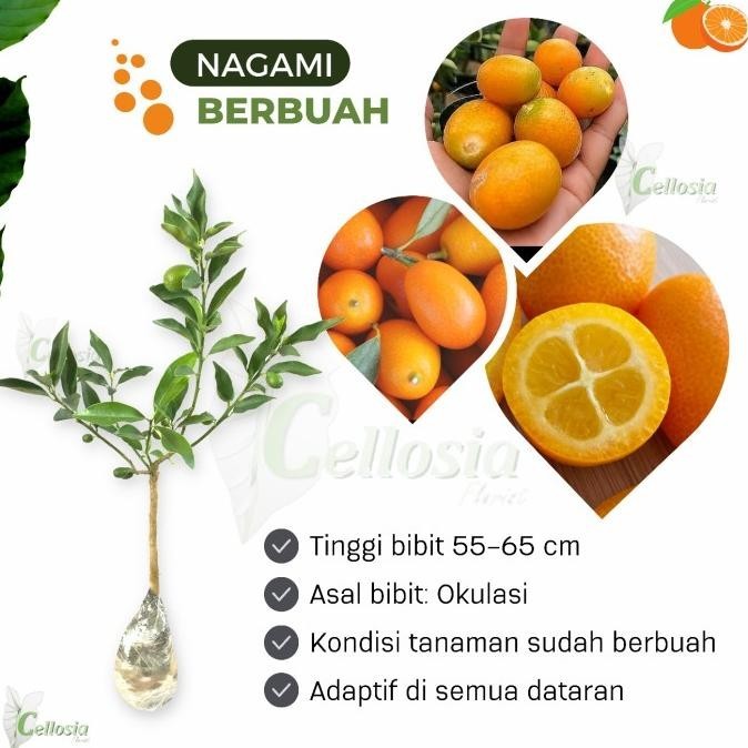 Jual Bibit Tanaman Buah Jeruk Nagami Kumquat Sudah Berbuah Shopee