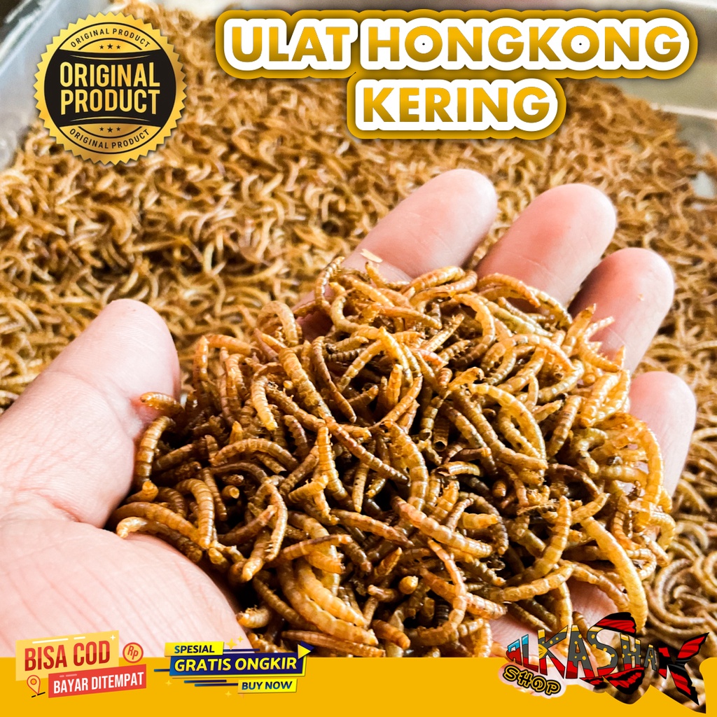 Jual ULAT HONGKONG KERING PAKAN REPTIL DAN IKAN Shopee Indonesia