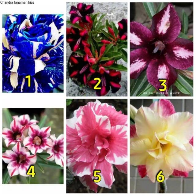 Jual Paket 6 Tanaman Hias Adenium Bunga Tumpuk Kamboja Jepang