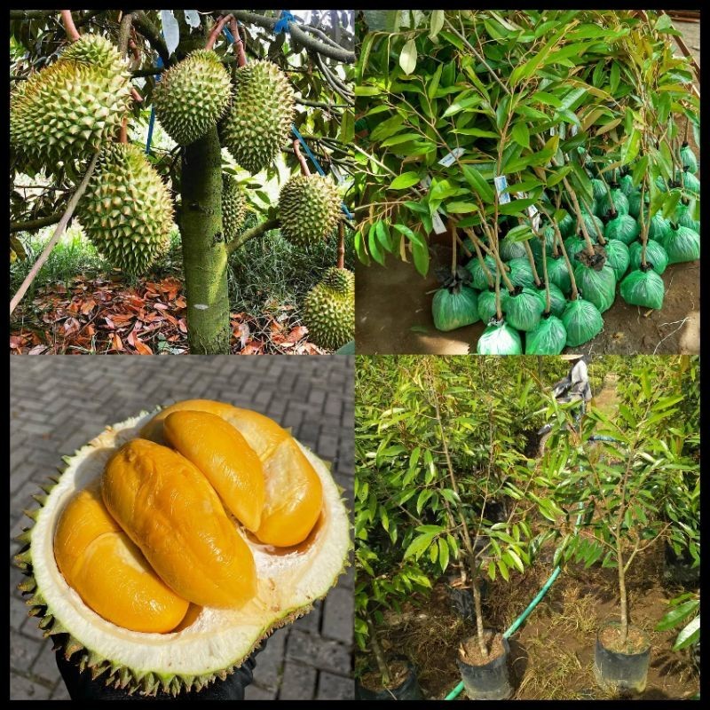 Jual Bibit Durian Duri Hitam Tinggi 1 Meter Batang Besar Siap Berbuah