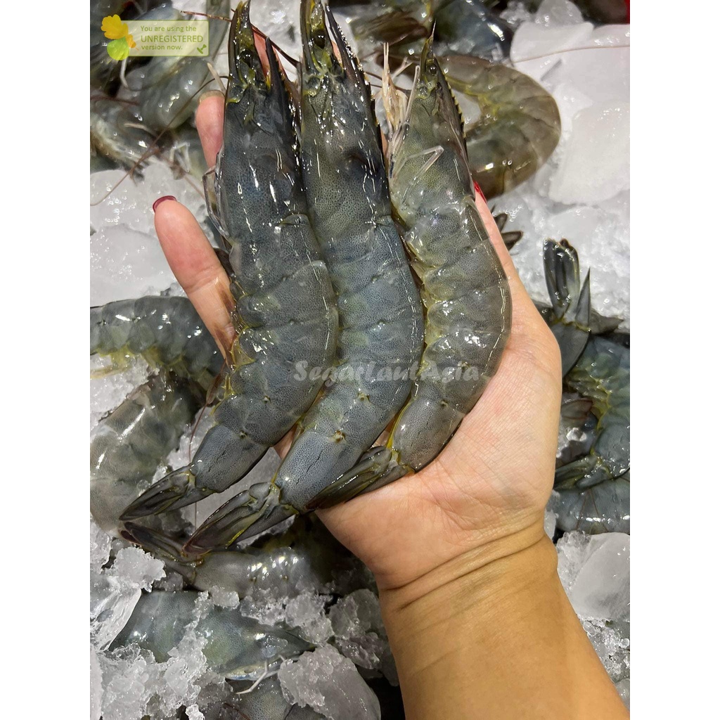 Jual Udang Vaname Segar Udang Vanamei 1Kg Shopee Indonesia