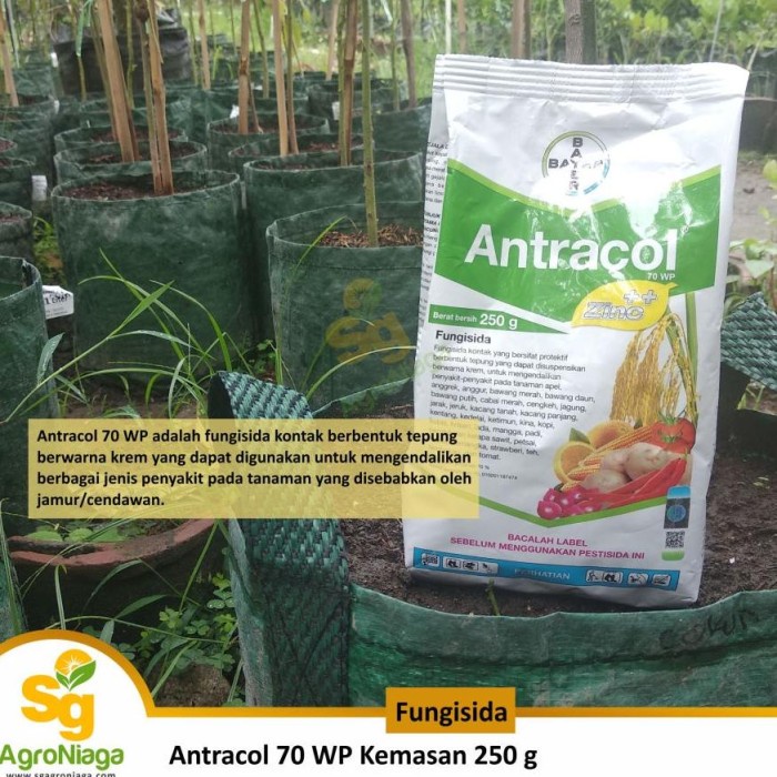 Jual Fungisida Antracol 70 WP Kemasan 250 G Obat Anti Jamur Tanaman