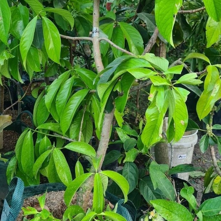 Jual Bibit Tanaman Jambu Air Jamaica Tinggi 1 Meter Up Batang Besar Dan