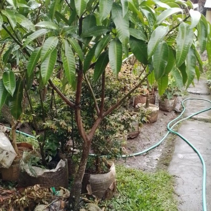 Jual Pohon Mangga Siap Berbuah Manalagi Harum Manis Cokanan Kiyojay