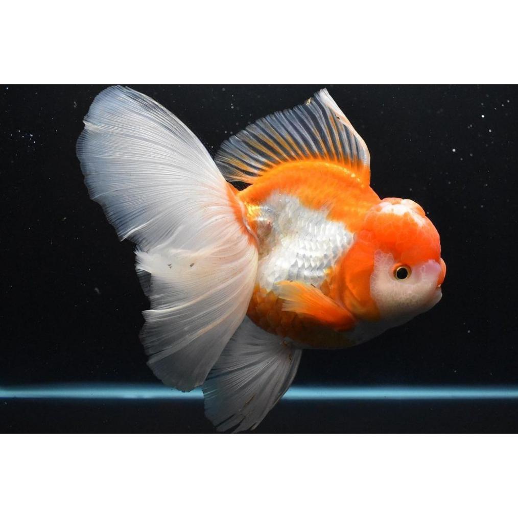 Jual Viral Ikan Hias Mas Koki Oranda Merah Putih 9 11 Cm Shopee