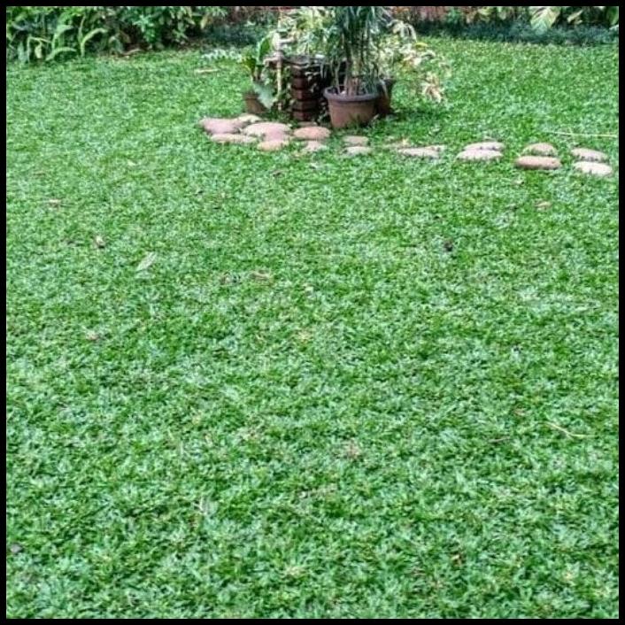 Jual Termurah Stock Rumput Gajah Mini X Meter Shopee Indonesia