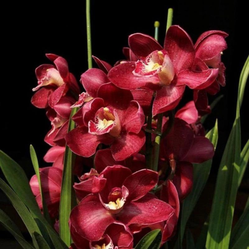 Jual TANAMAN HIAS ANGGREK CYMBIDIUM MAROON FRESH Shopee Indonesia