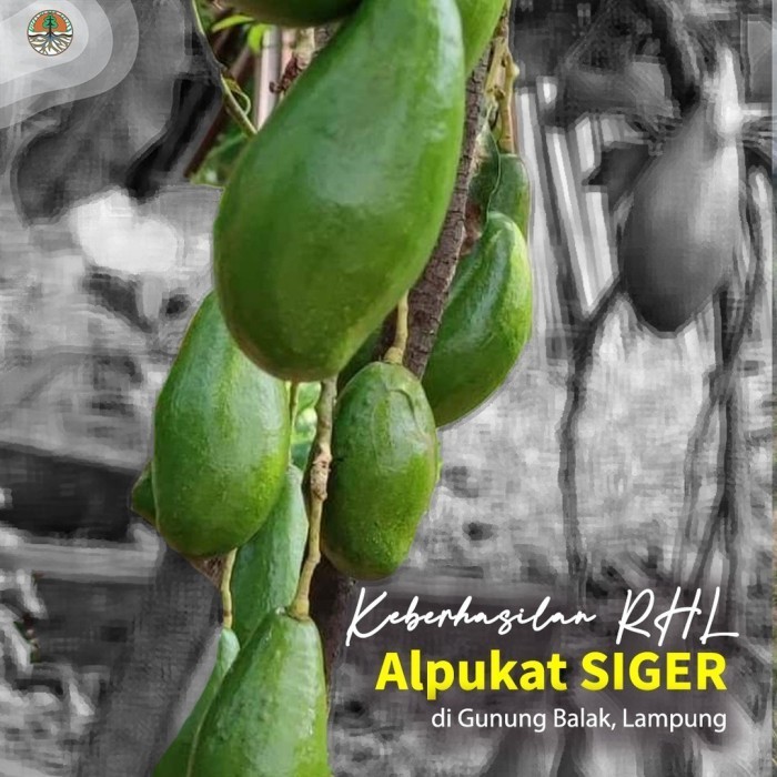 Jual Bibit Alpukat Siger 1 Sibatu Ukuran 1 Meter Batang Besar Siap