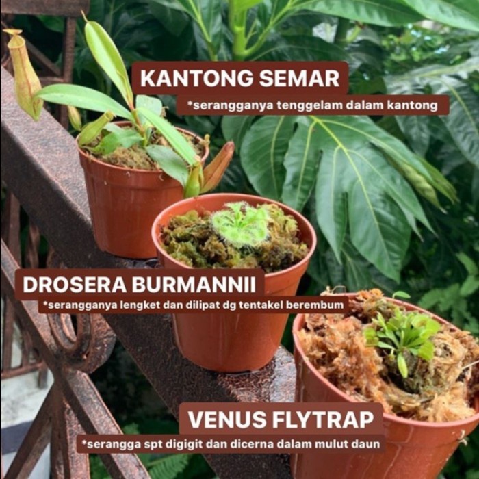 Jual PAKET HEMAT TANAMAN KARNIVORA VENUS KANTONG SEMAR D