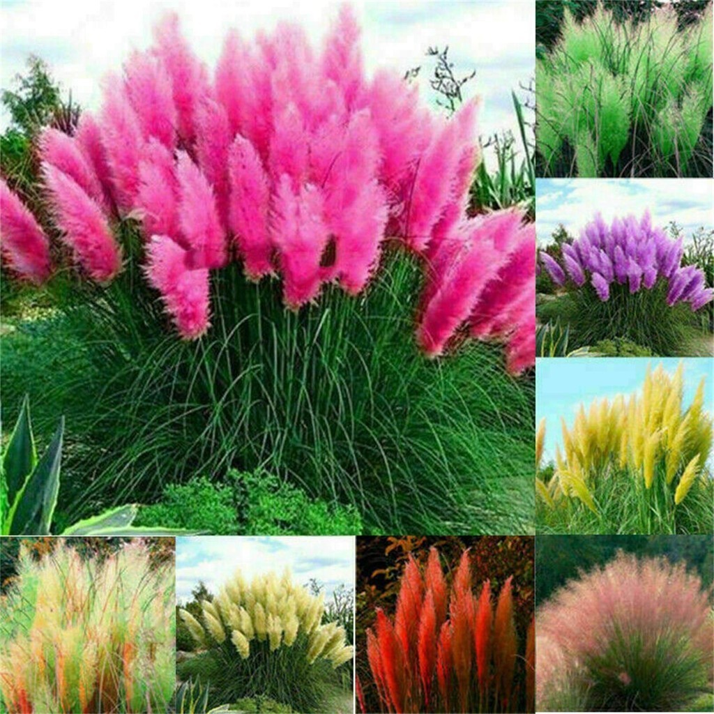 Jual Victory Seed Bibit Benih Rumput Pampas Grass Mix Isi Biji