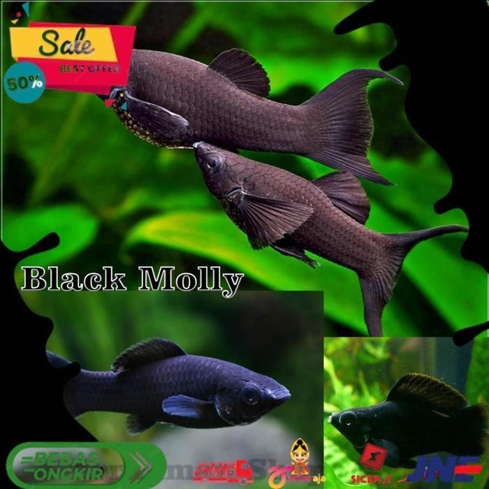 Jual IKAN HIAS BLACK MOLLY KEREN AQUASCAPE AQUARIUM IKAN BLACK MOLLY