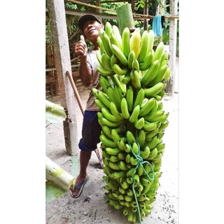 Jual Bibit Pisang Harga Terbaik Termurah September 2024 Shopee