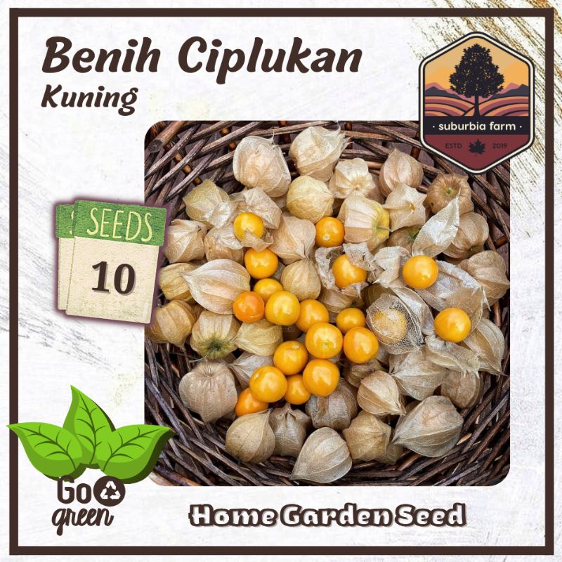 Jual Biji Benih Ciplukan Kuning Shopee Indonesia