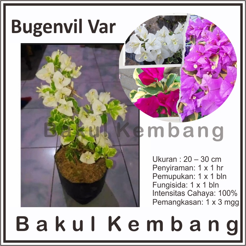 Jual Tanaman Hias Bunga Bougenville Varigata Bunga Bonsai Bougenville