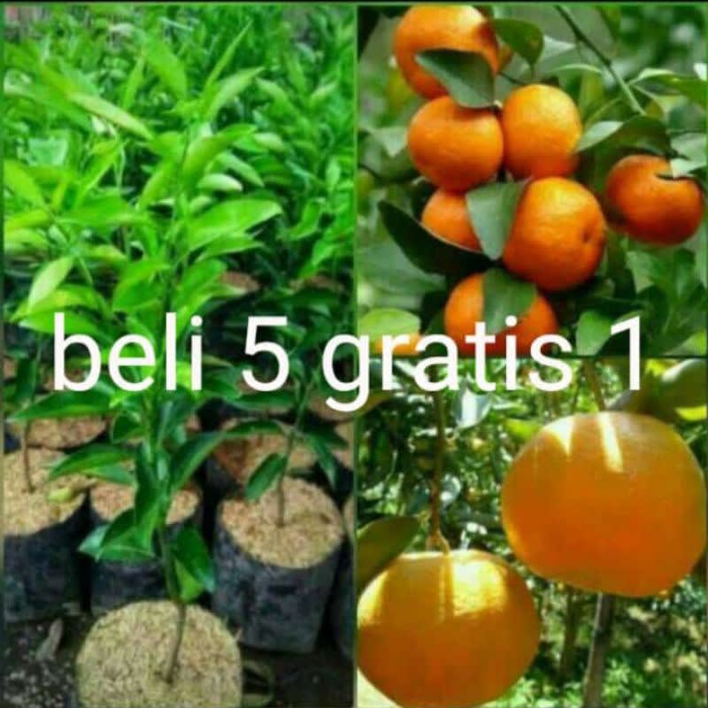 Jual Bibit Jeruk Santang Madu Super Bisa Berbuah Di Pot Shopee Indonesia