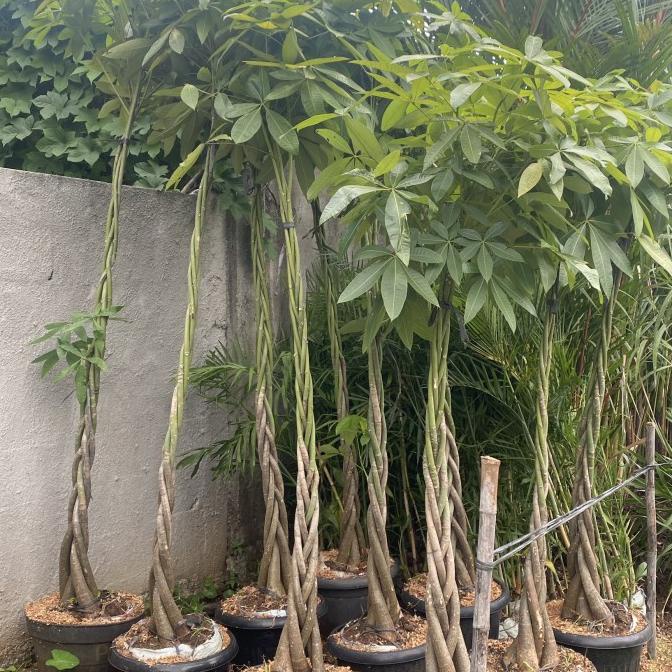 Jual Tanaman Pachira Kepang Tinggi 2 Meter Tanaman Keberuntungan