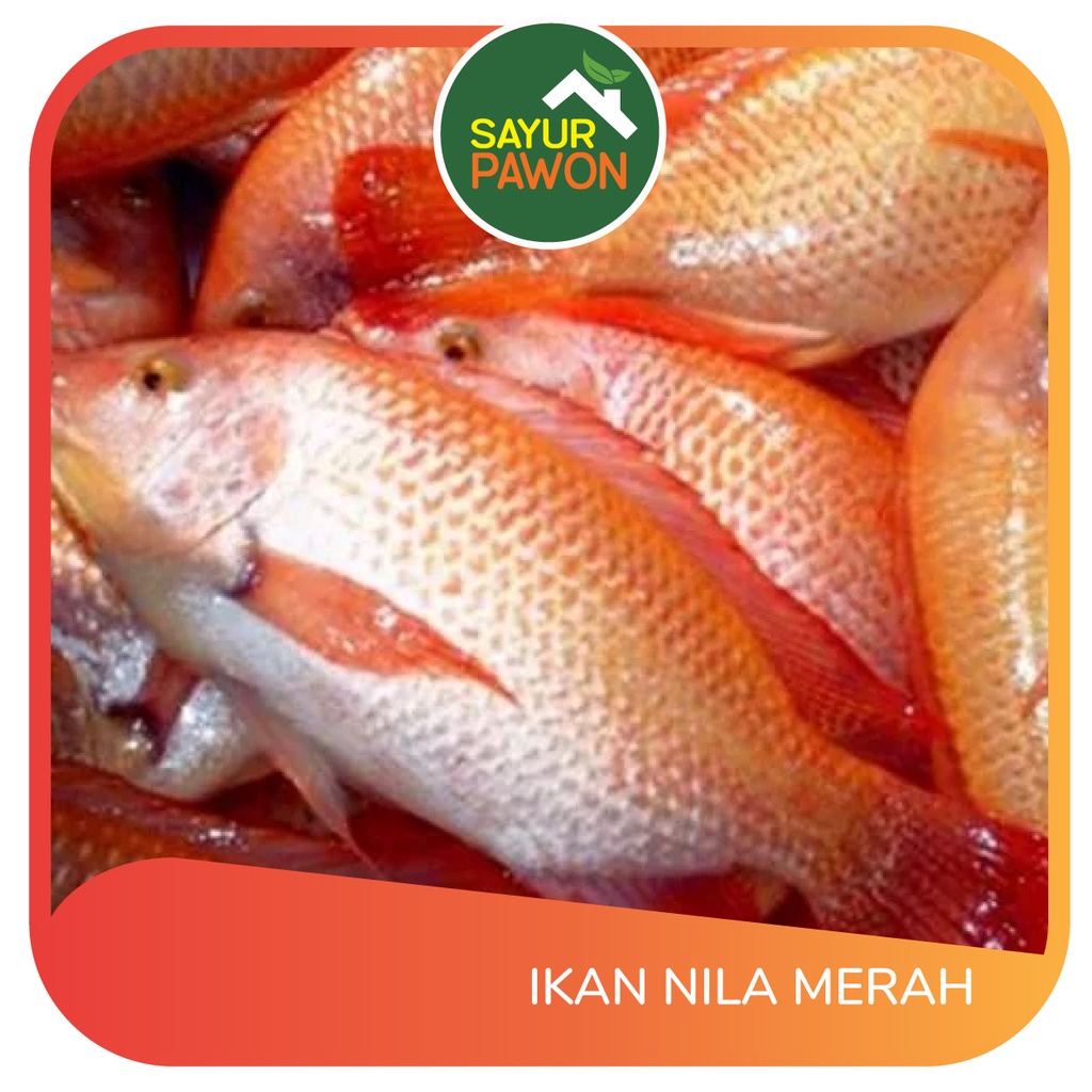 Jual Ikan Nila Merah Per 500 Gr Sayur Pawon Jogja Shopee Indonesia