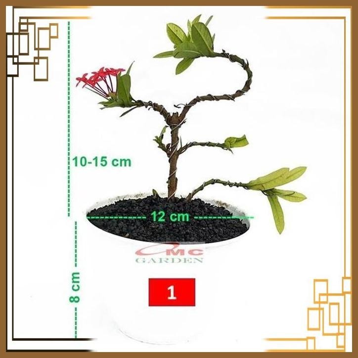 Jual Ocbl Tanaman Hias Bonsai Bonsae Mame Soka Mini Asoka Jepang