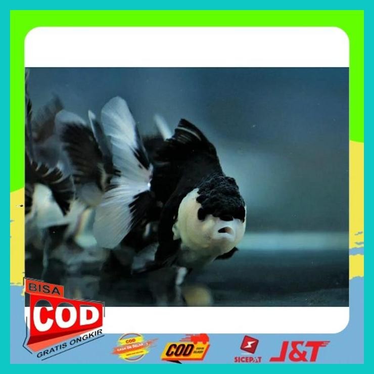 Jual IKAN MAS KOKI PANDA GOLDFISH IKAN MAS KOKY PANDA FISH ORI PANDA