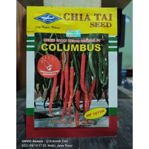 Jual Cabe Besar Hibrida Columbus F1 Tahan Kemasan 10gr Original Pabrik