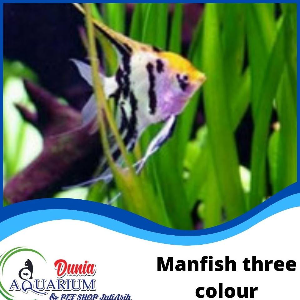 Jual Belanja Ikan Hias Air Tawar Manfish Manvis Three Colour Aquascape