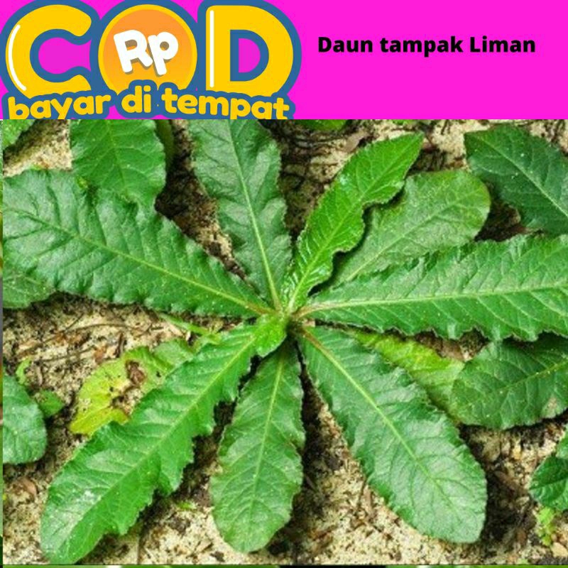 Jual Daun Tapak Liman Segar Beserta Akar Akarnya Gram Shopee