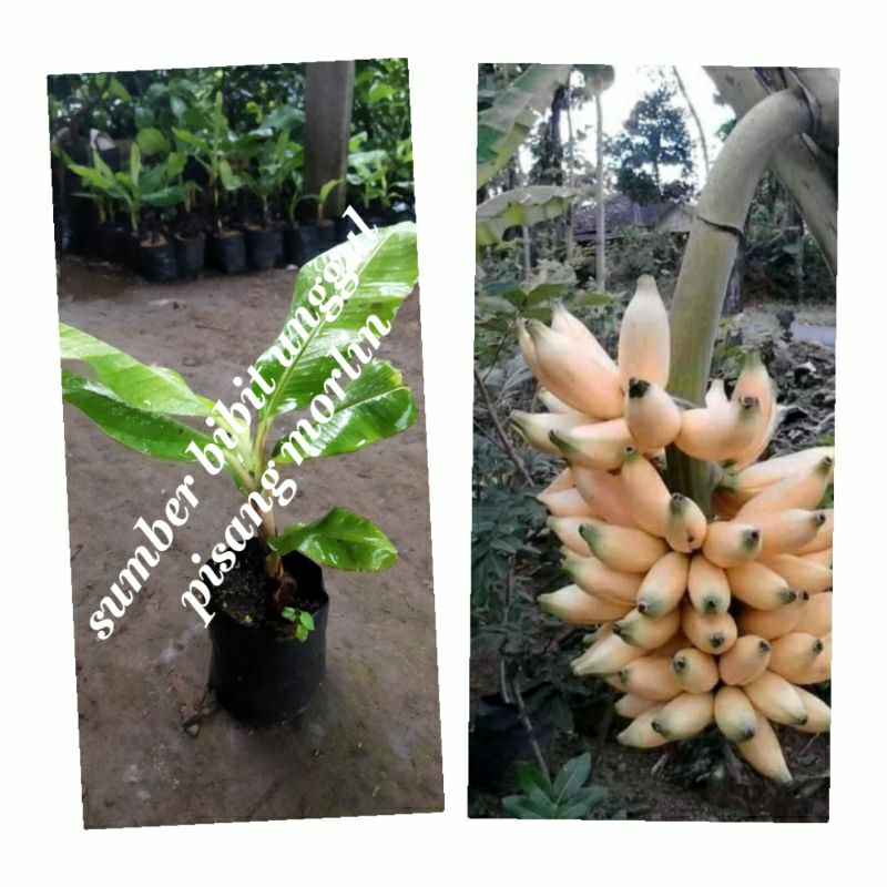 Jual Bibit Pisang Ulin Marlin Barlin Shopee Indonesia