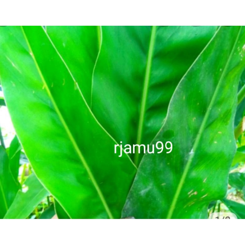 Jual Daun Lengkuas Segar250g Shopee Indonesia