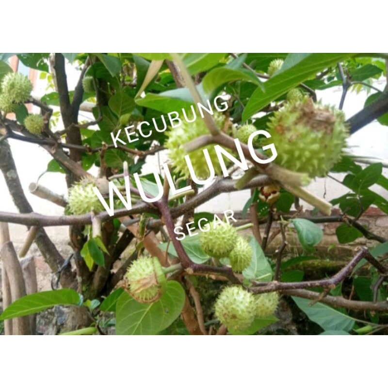 Jual Per Biji Buah Kecubung Wulung Segar Shopee Indonesia