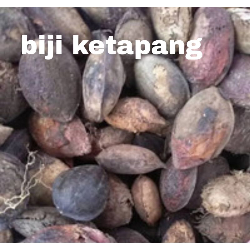 Jual Cod Biji Benih Buah Ketapang Laut Kg Bisa Di Tanam Shopee