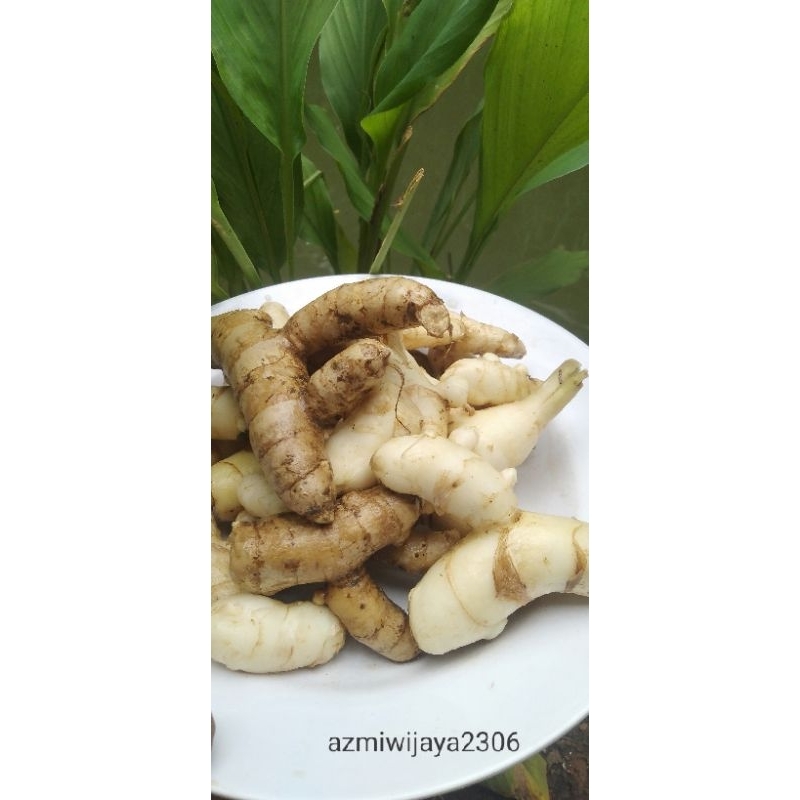 Jual Kunyit Putih Segar 1kg Temu Putih Curcuma Zedoaria Shopee Indonesia