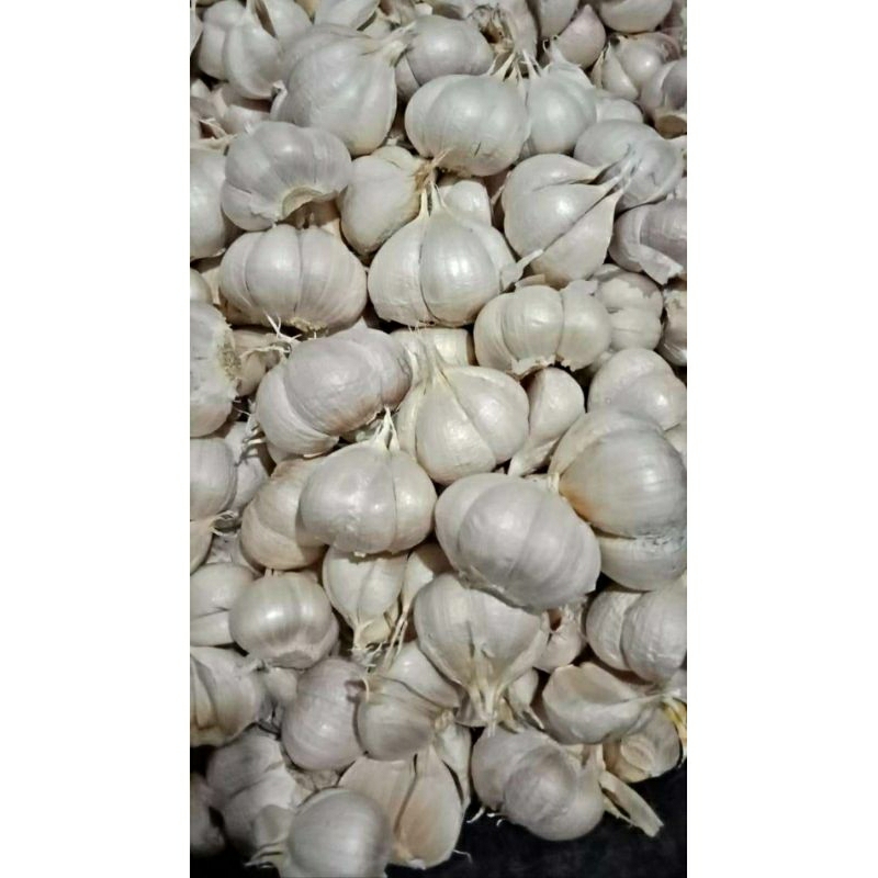 Jual Bawang Putih Kating Dan Sinco Kg Shopee Indonesia