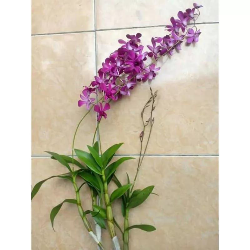 Jual Anggrek Dendrobium Bantimurung Dewasa Siap Berbunga Shopee Indonesia