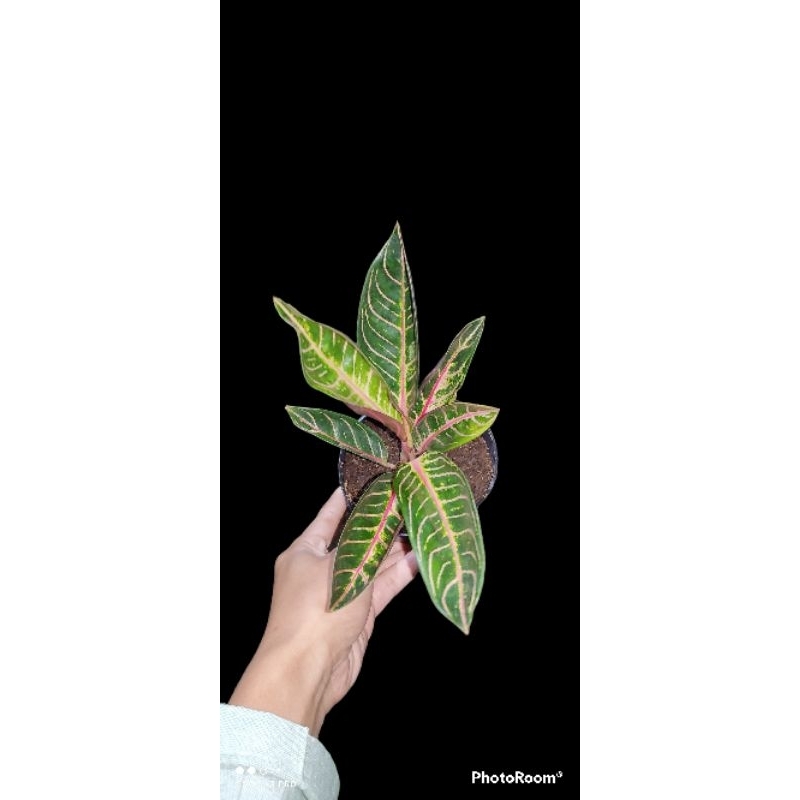 Jual Aglaonema Pride Of Sumatra Shopee Indonesia