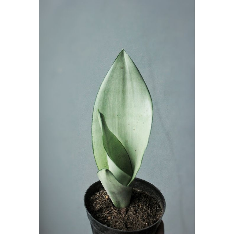 Jual Tanaman Sansevieria Sansivera Lidah Mertua Indoor Pagoda Twister