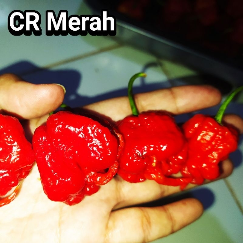 Jual 50 Benih Biji Cabai Super Pedas CAROLINA REAPER Shopee Indonesia