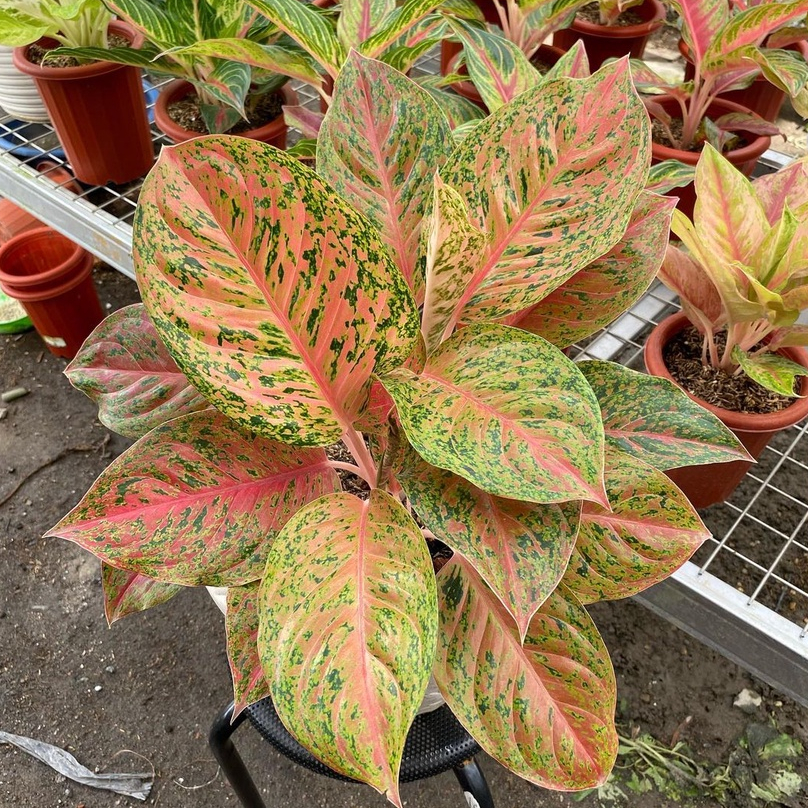 Jual Cod Aglaonema Cantik Bigroy Kuning Mutasi Murah Tanaman Hias