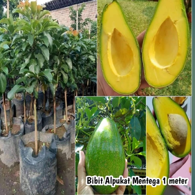 Jual Bibit Alpukat Mentega Tinggi 1 Meter Shopee Indonesia