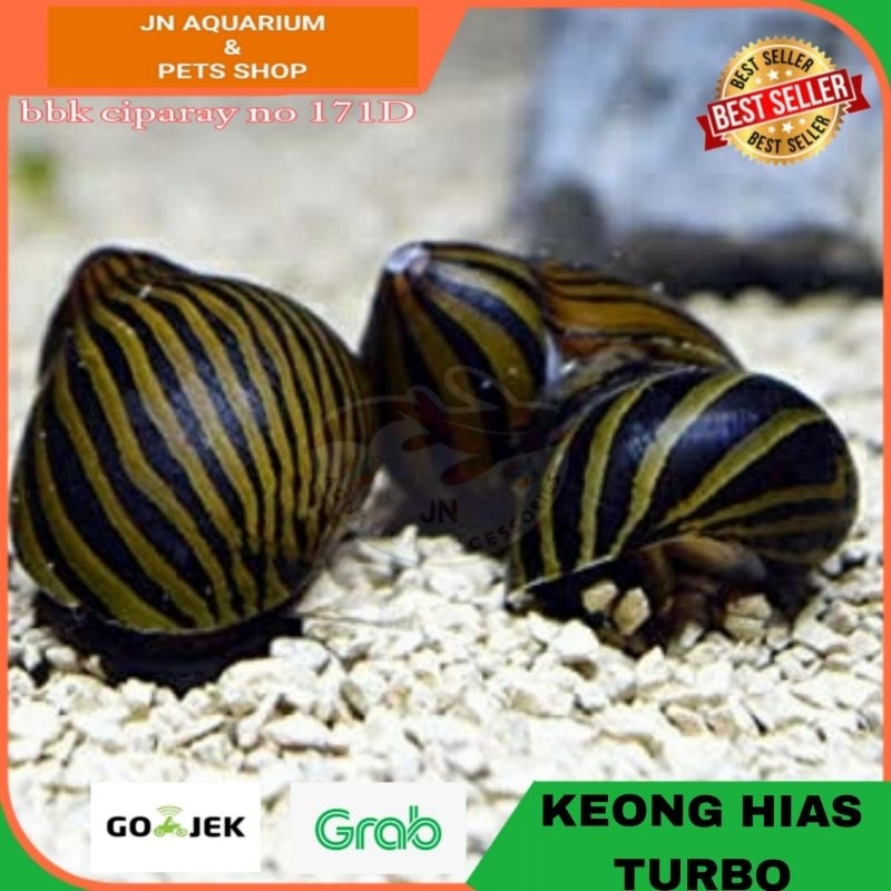 Jual KEONG TURBO SNAIL ZEBRA ALGAETER ALGAE EATER AQUASCAPE AQUARIUM