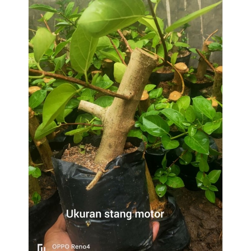 Jual Bibit Bonsai Mame Sancang Shopee Indonesia