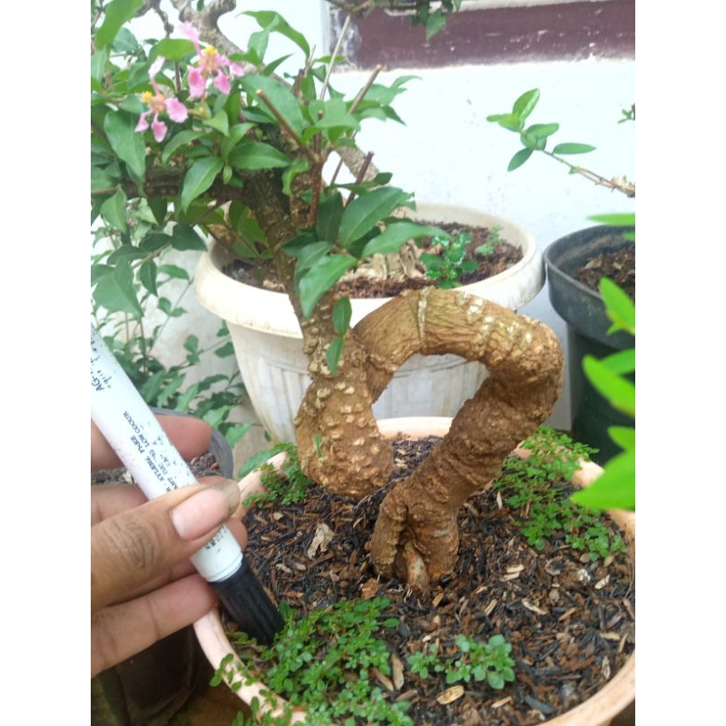 Jual Bahan Bonsai Sakura Mikro Unik Shopee Indonesia