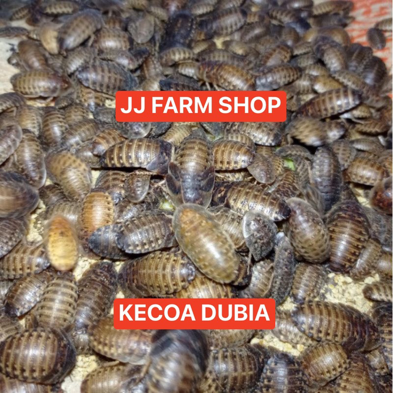 Jual Kecoa Dubia Makanan Pakan Ikan Burung Reptil Harga Termurah